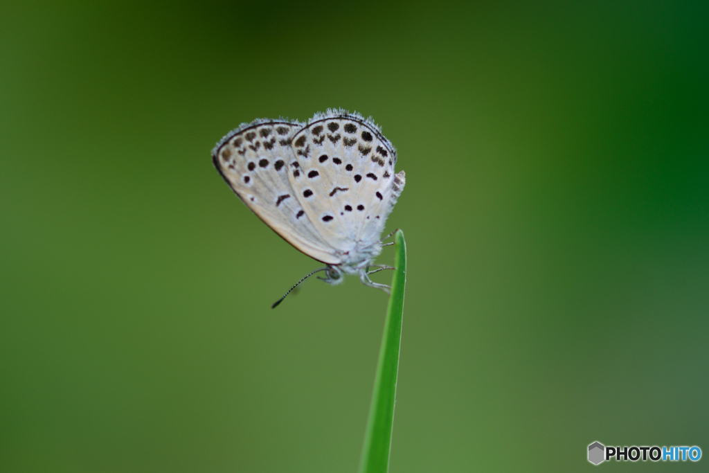 いびつなハート