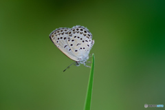 いびつなハート