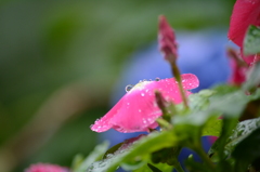 雨粒ころころ