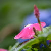 雨粒ころころ