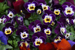 みんなでスッパイ顔