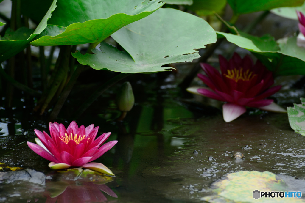 睡蓮池も水不足