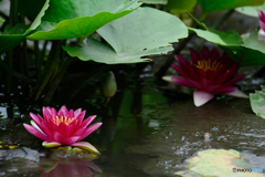 睡蓮池も水不足