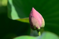 開花待ちも楽しみ