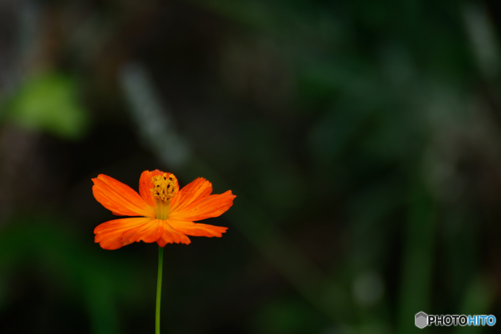 キバナコスモス