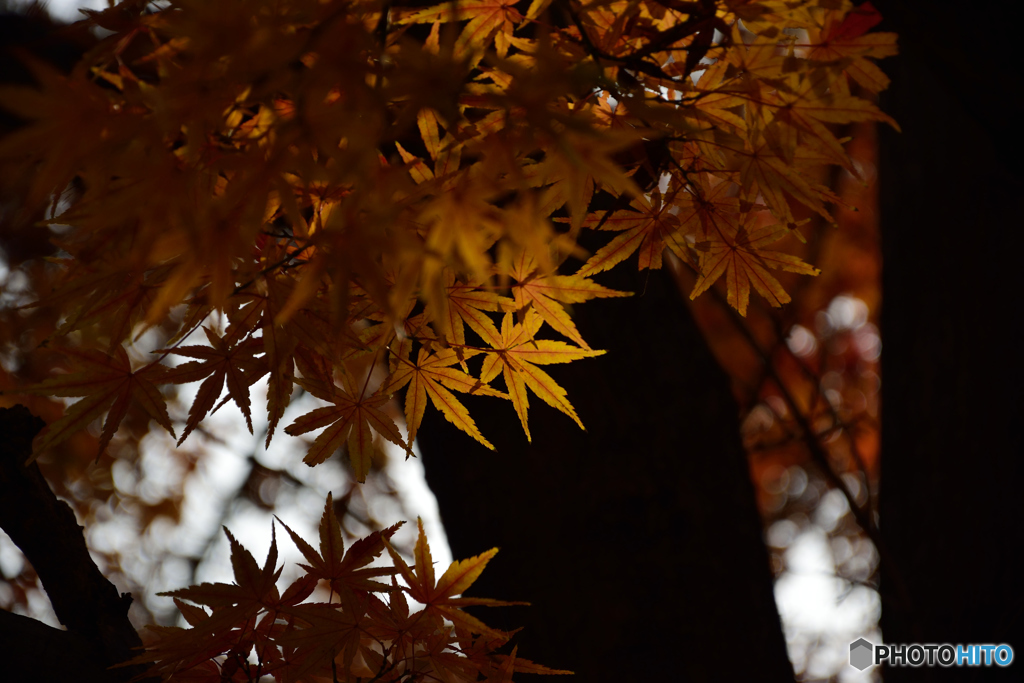 もみじグラデーション