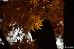 もみじグラデーション