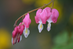 bleeding heart