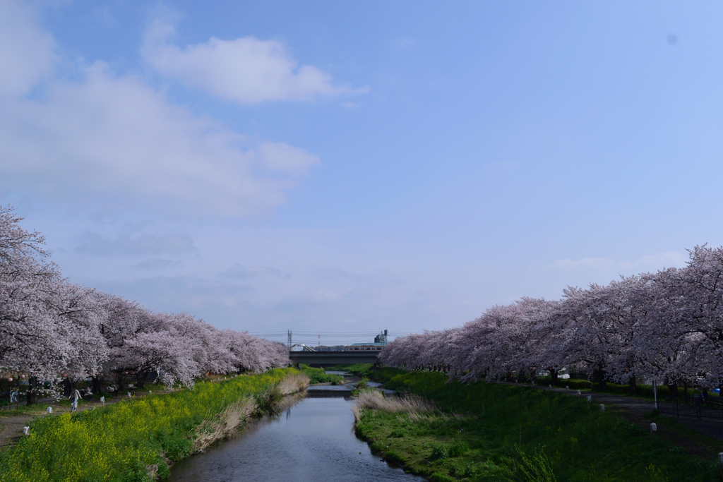 お花見日和