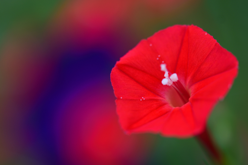 ルコウソウ赤く