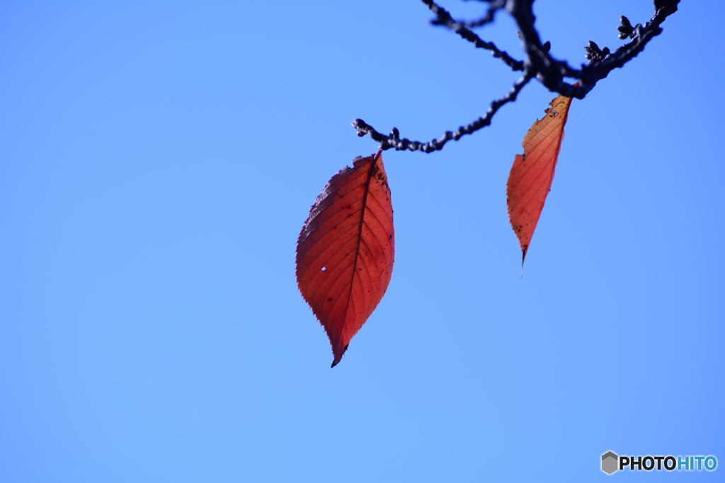 北風にも負けず