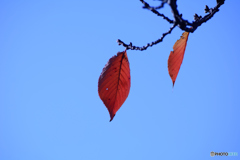 北風にも負けず