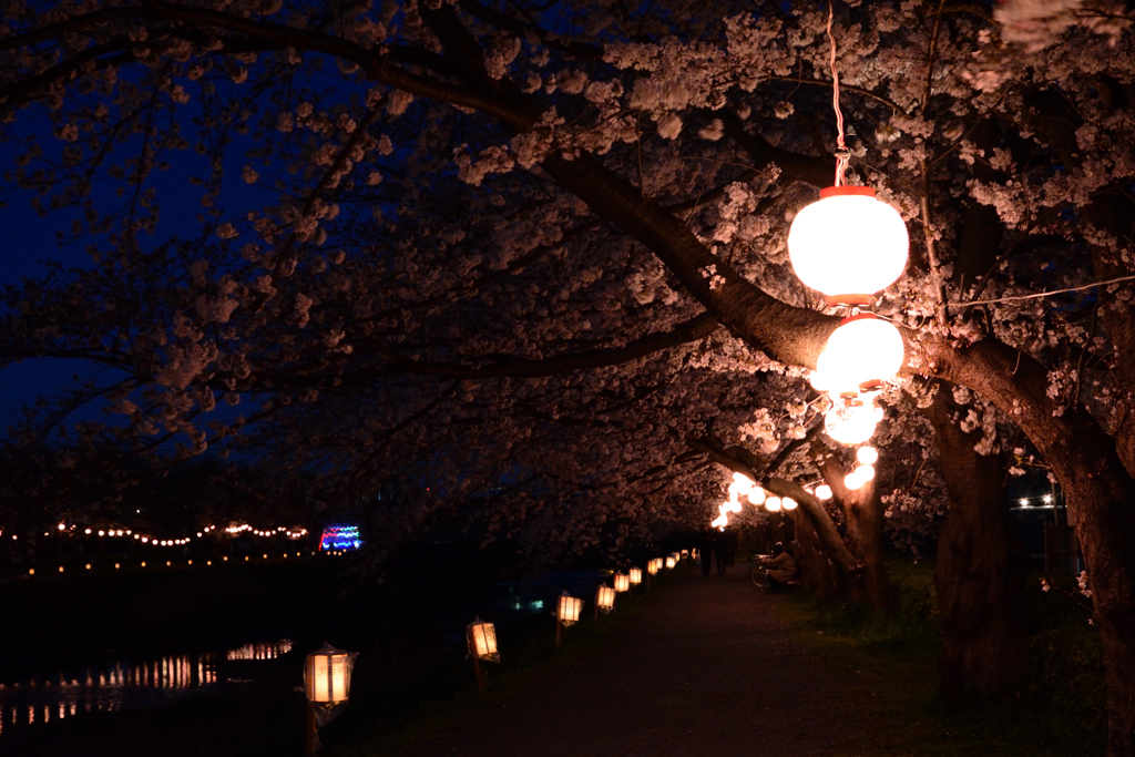夜桜にチャレンジ_2