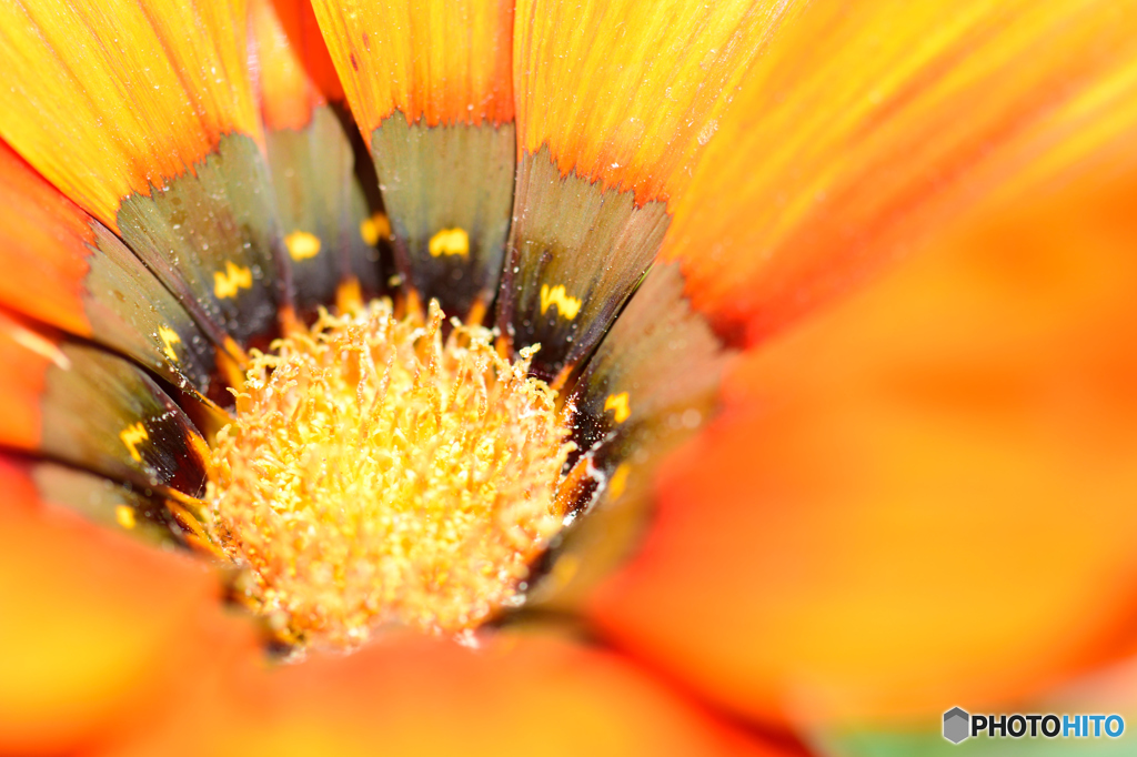 ガザニア（黄）