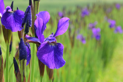カキツバタかな？