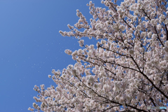 桜散る