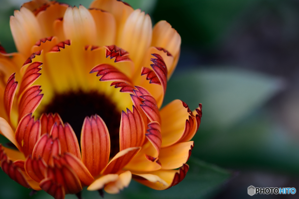 オレンジのストライプ