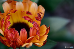 オレンジのストライプ