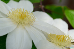 クレマチス
