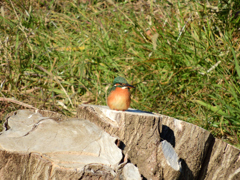 思い出の場所で