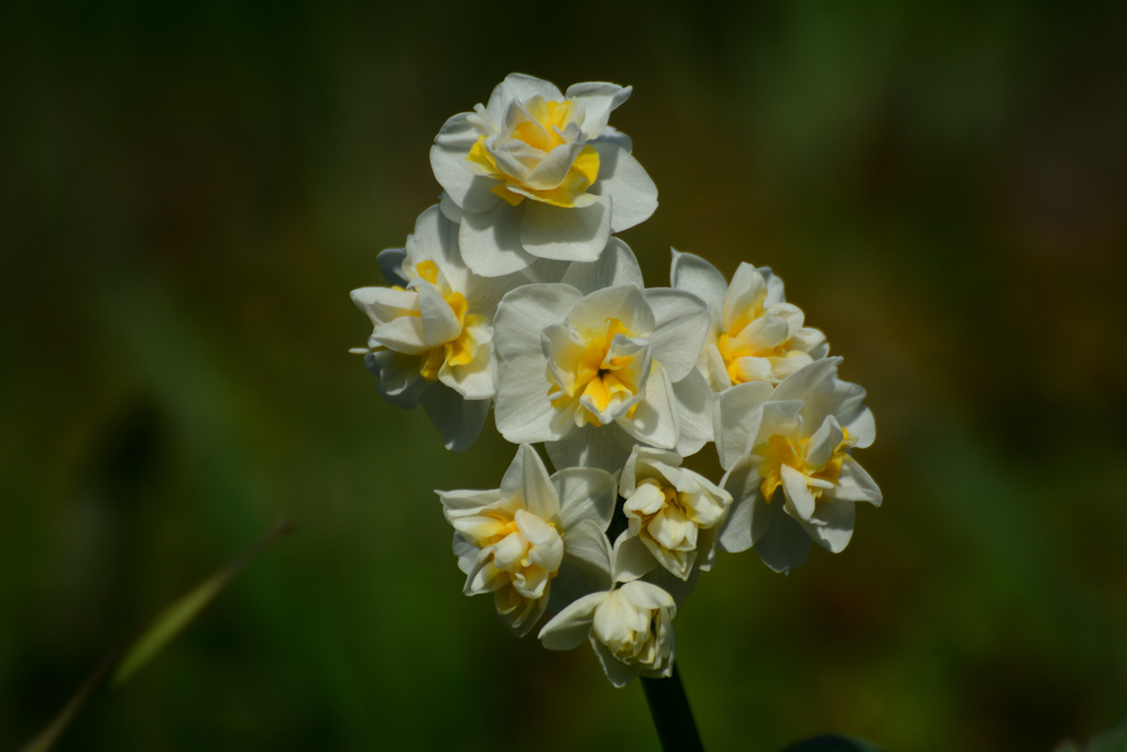 八重の水仙