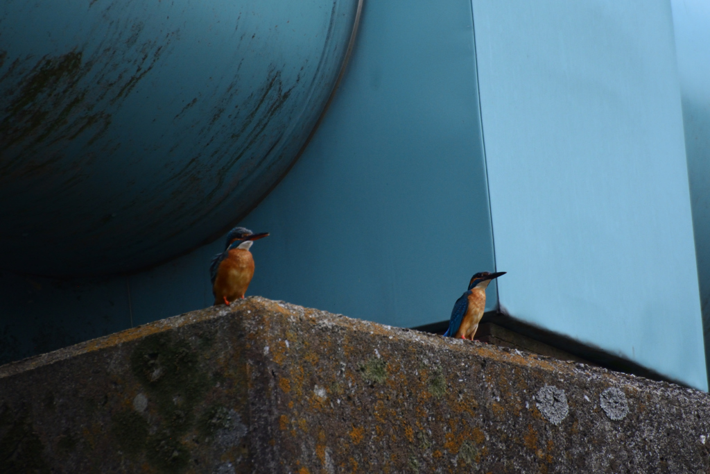 何を見つめているのかな
