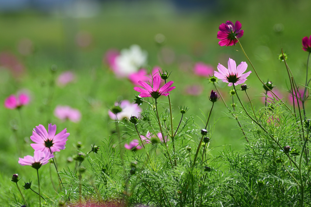 コスモスちらほら