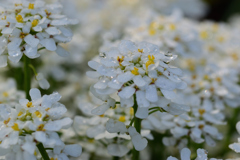 雨上がりに_白い花