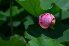蓮_蕾