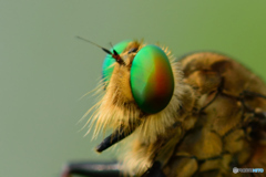 その目に映るものは