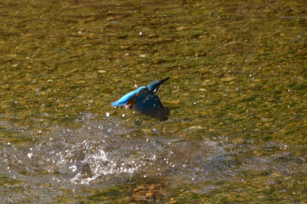 カワ三昧_空振りニャ