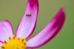 コスモスの滑り台