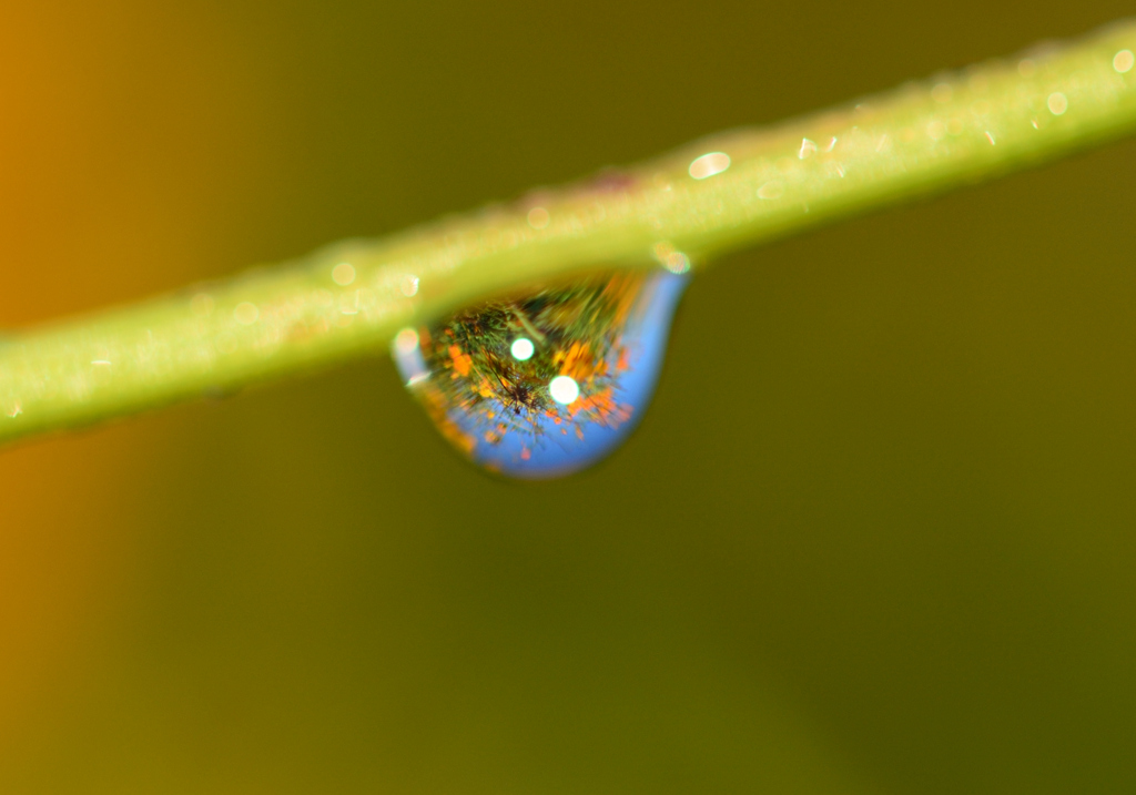 キバナコスモス