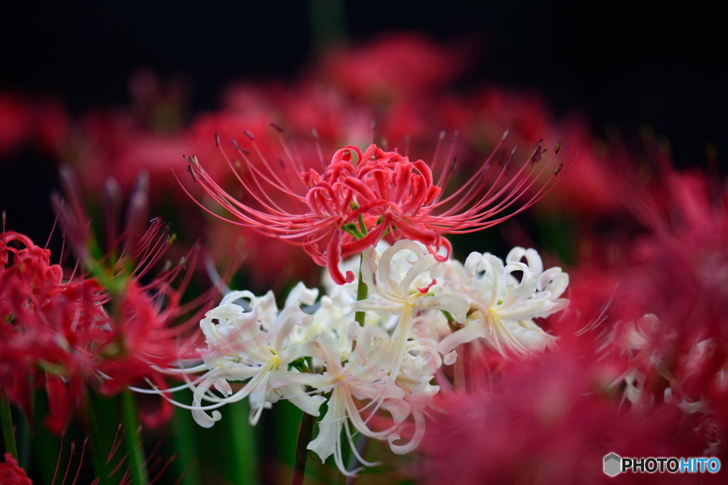 彼岸花（紅白）