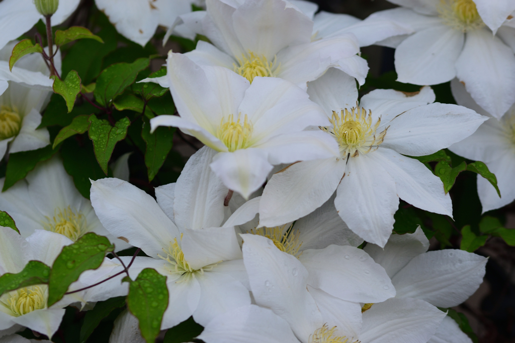 雨上がりに_クレマチス