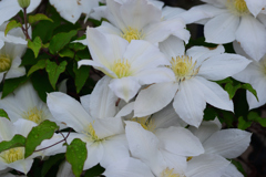 雨上がりに_クレマチス