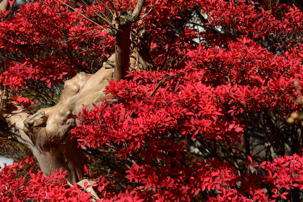 深紅に囲まれて