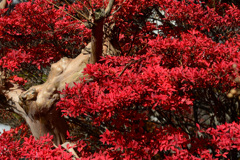 深紅に囲まれて