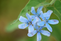 褪せたブルースター