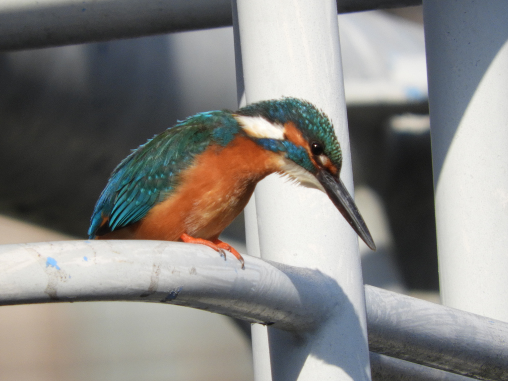 どれが美味しそうかな