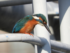 どれが美味しそうかな