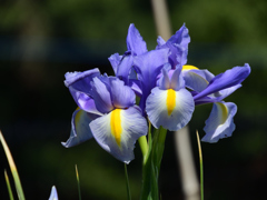 菖蒲