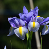 菖蒲