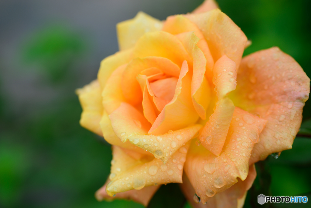 オレンジの薔薇