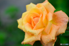 オレンジの薔薇