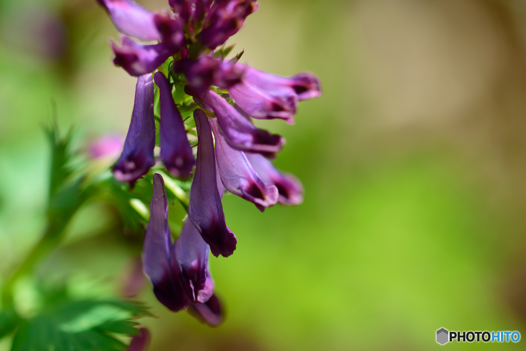 ムラサキケマン