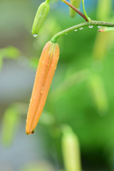 今日も雨