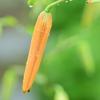 今日も雨