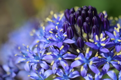 ちいさな花壇