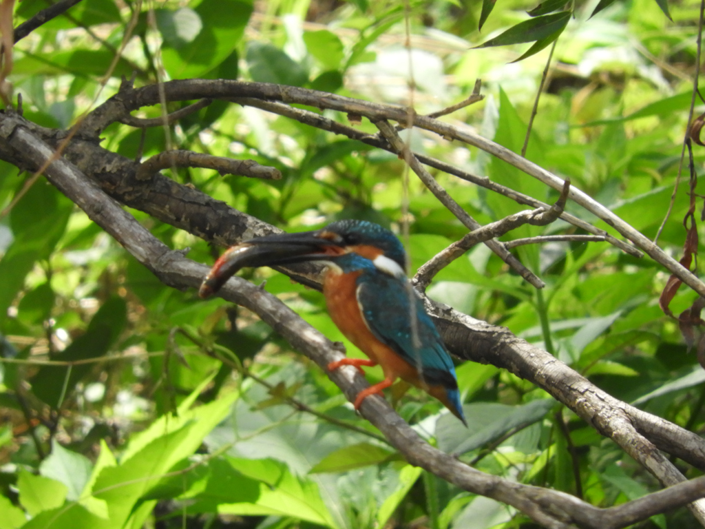 欲張りすぎっしょ